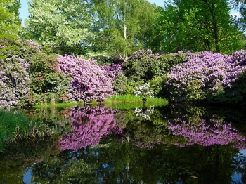 sadzonki - Karłowa azalia japońska HARUKO Fioletowa  Rhododendron C4/20-40cm *18