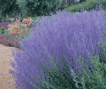 sadzonki - Perovskia atriplicifolia "Lacey Blue" /C2 *K3
