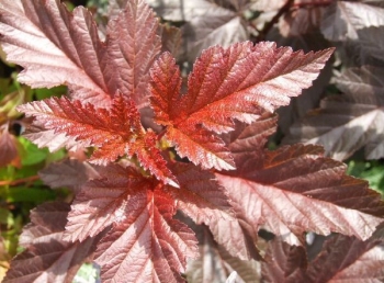 sadzonki - Pęcherznica kalinolistna  Lady in red'Tuilard' PBR (Physocarpus opulifolius) C2
