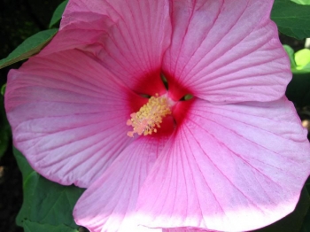 sadzonki - Hibiscus bylinowy XXL  odmiana MAUVELOUS o różowych kwiatach  - Ketmia Newbiscus Hibiscus x moscheut