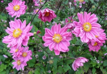 sklep ogrodniczy - Zawilec japoński  Serenade (Anemone hupehensis) C2,5