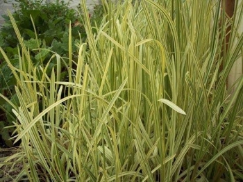 rośliny ozdobne - Trzcina karka  Variegata (Phragmites karka variegatus) C2 *25T
