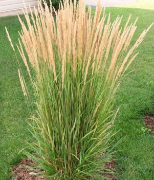 sadzonki - Trzcinnik ostrokwiatowy Overdam (Calamagrostis x acutiflora) P11 *K26