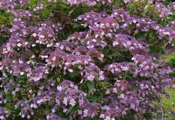 sadzonki - Hortensja kosmata Hot Chocolate (Hydrangea aspera) /C5 *K8