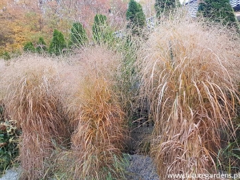 rośliny ogrodowe - Proso rózgowate Prairie Sky (Panicum virgatum Prairie Sky) /C2 *5