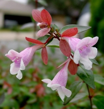 rośliny ogrodowe - Abelia x grandiflora Auderose® 'Minaud'