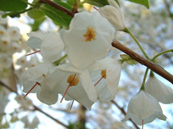 sadzonki - Ośnieża karolińska (Halesia carolina) -krzew C5/30-40cm *K18