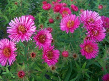 rośliny ozdobne - Aster nowoangielski Barr's Pink (wysoki) /P11 *16