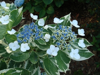 sadzonki - Hortensja ogrodowa Mariesii Variegata /C3-C4 *K10