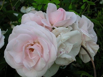 rośliny ogrodowe - Rosa R 'Aspirin'®  Taniripsa Róża okrywowa /C2