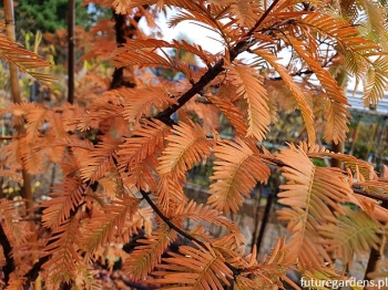 sklep ogrodniczy - Metasekwoja chińska (Metasequoia glyptostroboides) C5/1,2m *6