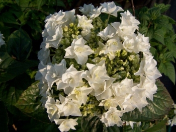 sadzonki - Hortensja ogrodowa Coco (Hydrangea macrophylla Coco) C5 *T34 *T35