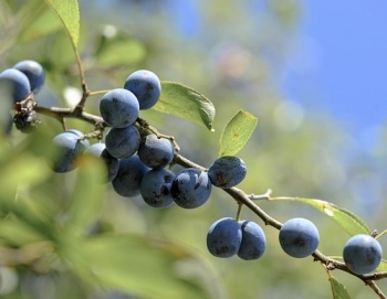 sadzonki - Śliwa tarnina, tarnina, tarka (Prunus spinosa) C2/40cm *25P