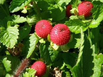 sklep ogrodniczy - Poziomkówka indyjska (Duchesnea indica) /P11 *7