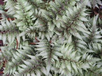 rośliny ogrodowe - Wietlica japońska Red Beauty (Athyrium niponicum) /C1,5-C2 *K25