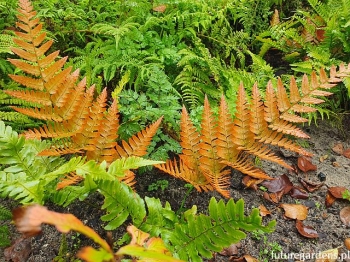 rośliny ozdobne - Narecznica czerwonozawijkowa (Dryopteris erythrosora) P8 *10
