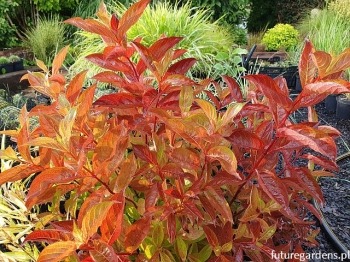 sklep ogrodniczy - Krzewuszka cudowna WINGS OF FIRE PBR ( Weigela florida) /C2