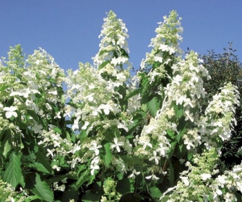 sadzonki - Hortensja wiechowata OCTOBER BRIDE Hydrangea paniculata /C3 *17