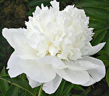rośliny ozdobne - Japońska Piwonia drzewiasta Biała Paeonia suffruticosa