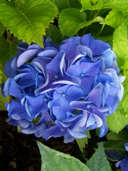 sklep ogrodniczy - Hortensja ogrodowa Nikko Blue (Hydrangea macrophylla) C2