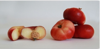 rośliny ozdobne - Nektaryna FLATERYNA  Prunus persica