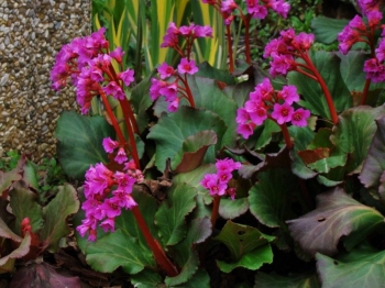 sadzonki - Bergenia sercowata WINTERGLUT (Bergenia cordifolia) /C2