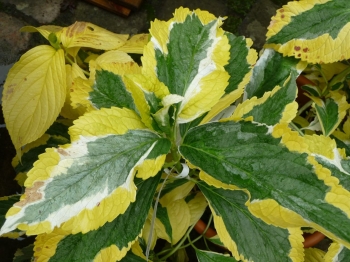 sadzonki - Hortensja ogrodowa Pirates Gold (Hydrangea macrophylla Pirates Gold) P11