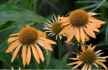 rośliny ozdobne - Jeżówka HARVEST MOON Echinacea