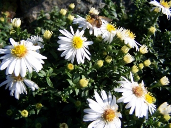 rośliny ogrodowe - Aster krzaczasty BIAŁY karłowy  Aster Dumosus /P9