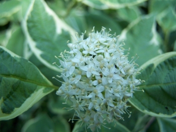 sadzonki - Dereń biały 'Elegantissima'  Cornus alba 'Elegantissima' C2/10cm *K22