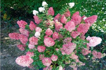 rośliny ozdobne - Hortensja bukietowa Sundae Fraise  Rensun (Hydrangea paniculata) /C5 *19K