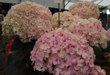 sklep ogrodniczy - Hortensja ogrodowa AVANTGARDE®  Hydrangea macrophylla