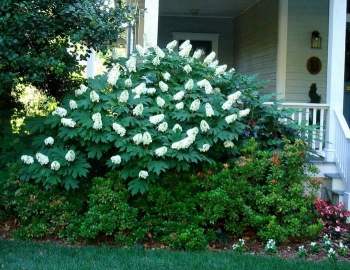 rośliny ogrodowe - Hortensja dębolistna SIKES DWARF (Hydrangea quercifolia)