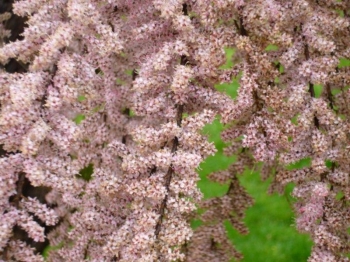 sadzonki - Tamaryszek francuski (Tamarix gallica) C3/60cm