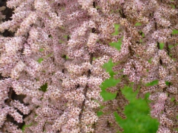 rośliny ogrodowe - Tamaryszek francuski (Tamarix gallica) C3/60cm