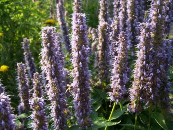 rośliny ozdobne - Kłosowiec fenkułowy FIOLETOWY  Agastache foeniculum /C2,5 *P