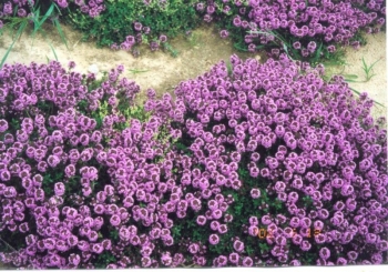 rośliny ozdobne - Tymianek - Macierzanka 0,3 g nasion  Thymus vulgaris