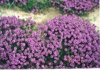 sklep ogrodniczy - Tymianek - Macierzanka 0,3 g nasion  Thymus vulgaris