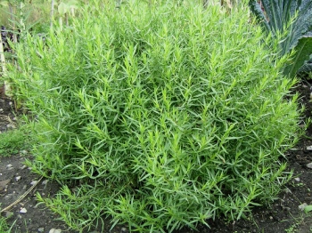 rośliny ozdobne - Estragon  Artemisia dracunculus