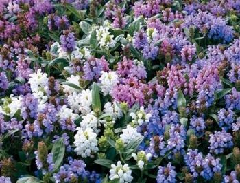 rośliny ogrodowe - Głowienka wielkokwiatowa mieszanka 0,1 g nasion  Prunella grandiflora mix
