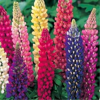 sadzonki - Łubin trwały mix - nasiona - 2 g  Lupinus polyphyllus