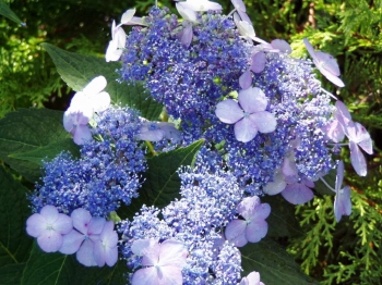 rośliny ozdobne - Hortensja piłkowana Forget Me Not (Hydrangea serrata Forget Me Not) /C10 *K18
