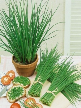 rośliny ozdobne - Szczypiorek  1 g  (Allium schoenoprasum)