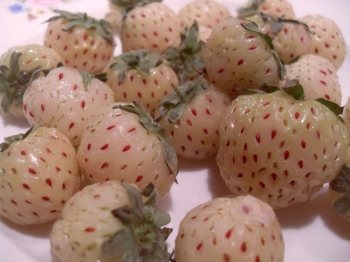 sklep ogrodniczy - Ananasotruskawka Truskawka ananasowa PINEBERRY