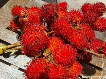 rośliny ogrodowe - Liczi chińskie Litchi chinensis - 3szt. nasiona