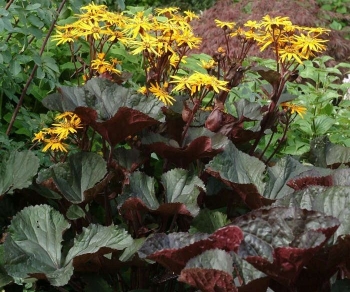 rośliny ozdobne - Języczka pomarańczowa Ligularia dentata ~ 20 nasion