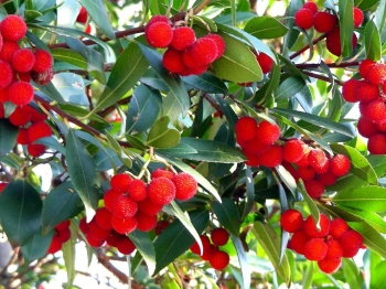 sadzonki - Drzewo truskawkowe Chruścina Arbutus unedo - nasiona - 10 szt