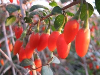 rośliny ozdobne - Lycium Eleagnus Barbarum Jagoda Goji 10 nasion