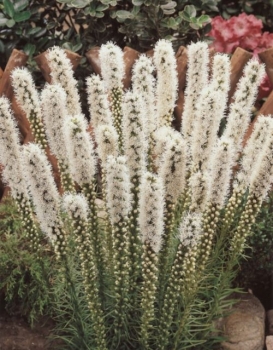 rośliny ogrodowe - Liatra kłosowa Alba - 50 nasion  Liatris spicata Alba