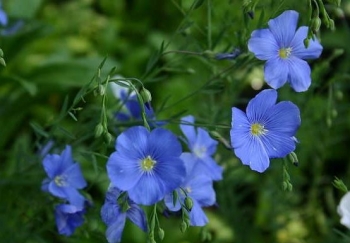 rośliny ogrodowe - Len trwały NIEBIESKI - nasiona 1 g  -  Linum perenne blue